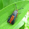 Click image for larger version  Name:	squash-vine-borer-melittia-cucurbitae.jpg Views:	0 Size:	58.9 KB ID:	113533