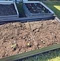 Click image for larger version

Name:	ContainerSeedlings100522.jpg
Views:	39
Size:	67.3 KB
ID:	114130