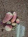 Click image for larger version

Name:	Turnips.jpg
Views:	27
Size:	68.2 KB
ID:	114317