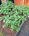 Click image for larger version  Name:	20230530_potatoes.jpg Views:	0 Size:	64.8 KB ID:	114914