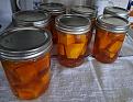 Click image for larger version

Name:	SweetPotatoes_20230930_144535.jpg
Views:	43
Size:	81.0 KB
ID:	115177