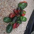Click image for larger version

Name:	Peppers_20231001_125458-2.jpg
Views:	46
Size:	53.8 KB
ID:	115179