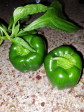 Click image for larger version  Name:	Peppers20231109_135942.png Views:	0 Size:	24.7 KB ID:	115319