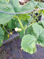 Click image for larger version

Name:	Squash3_20231209_151649.png
Views:	31
Size:	26.5 KB
ID:	115401
