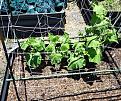 Click image for larger version  Name:	cukes.jpg Views:	0 Size:	54.6 KB ID:	115676