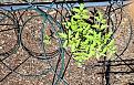 Click image for larger version  Name:	tomatoes.jpg Views:	0 Size:	55.3 KB ID:	115677
