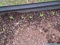 Click image for larger version  Name:	Peppers.jpg Views:	0 Size:	56.3 KB ID:	115699