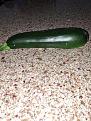 Click image for larger version

Name:	zucchini.jpg
Views:	41
Size:	59.9 KB
ID:	115722
