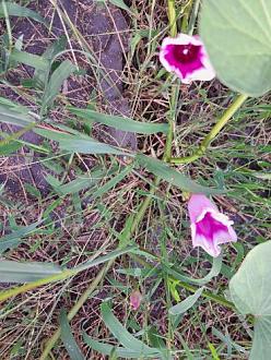 Click image for larger version

Name:	spflowers.jpg
Views:	21
Size:	61.3 KB
ID:	115821