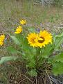 Click image for larger version

Name:	front yard &amp;amp; balsamroot 017.jpg
Views:	26
Size:	96.6 KB
ID:	106927
