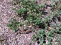 Click image for larger version

Name:	purslane.jpg
Views:	24
Size:	108.9 KB
ID:	107695