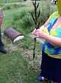 Click image for larger version

Name:	Yellow Dock Root.jpg
Views:	18
Size:	96.1 KB
ID:	107697