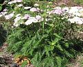 Click image for larger version

Name:	yarrow.jpg
Views:	46
Size:	40.0 KB
ID:	108857