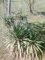 Click image for larger version

Name:	Yucca Plant.jpg
Views:	25
Size:	100.7 KB
ID:	108985